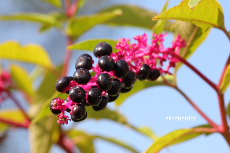 Amerikanische Kermesbeere (Phytolacca americana)