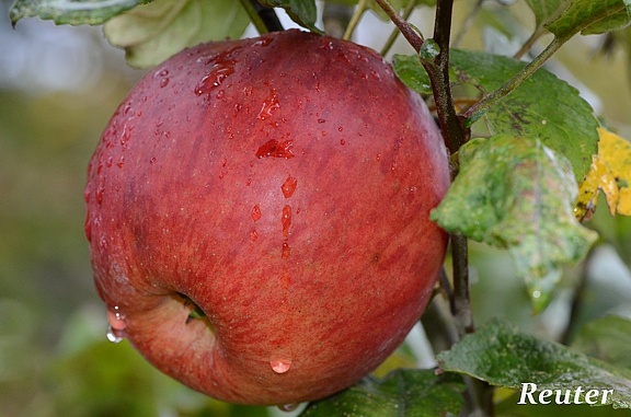 Kulturapfel (Malus domestica)