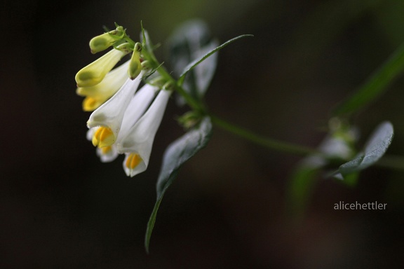 Wiesen-Wachtelweizen (Melampyrum pratense)