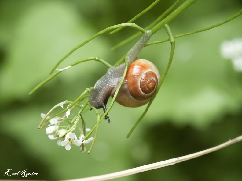 Garten-Bänderschnecke (Cepaea hortensis)