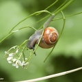 Garten-Bänderschnecke (Cepaea hortensis)