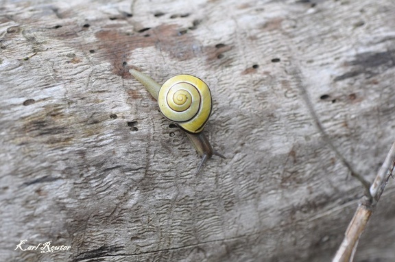 Hain-Bänderschnecke (Cepaea nemoralis)