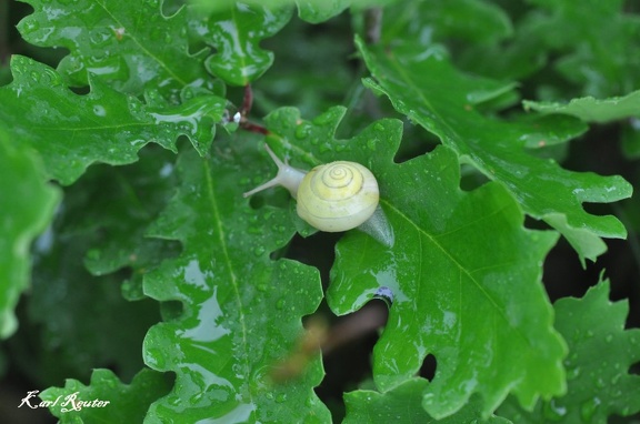 Genabelte Strauchschnecke (Fruticicola fruticum)