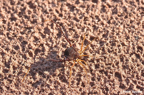 Weberknecht (Lacronia sp.)