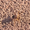 Weberknecht (Lacronia sp.)
