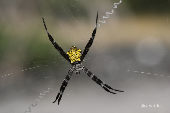 Hawaiianische Gartenspinne (Argiope appensa)