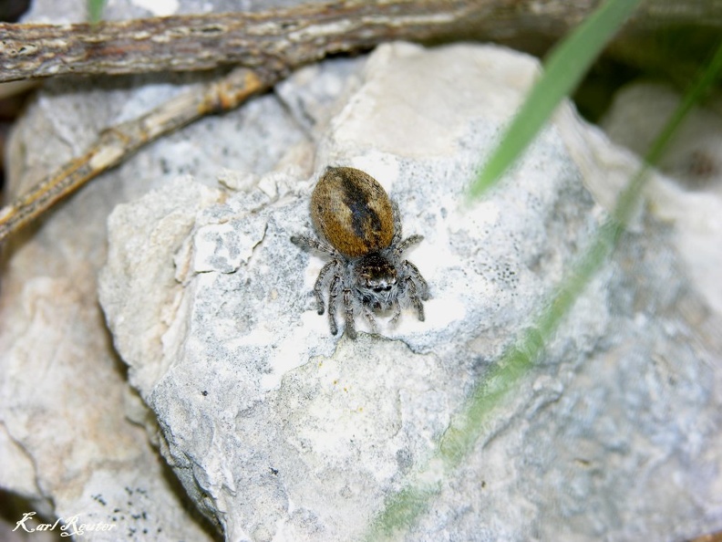 Springspinne (Dendryphantes rudis)