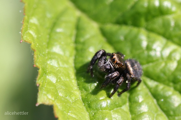 Schwarze Springspinne (Evarcha arcuata)