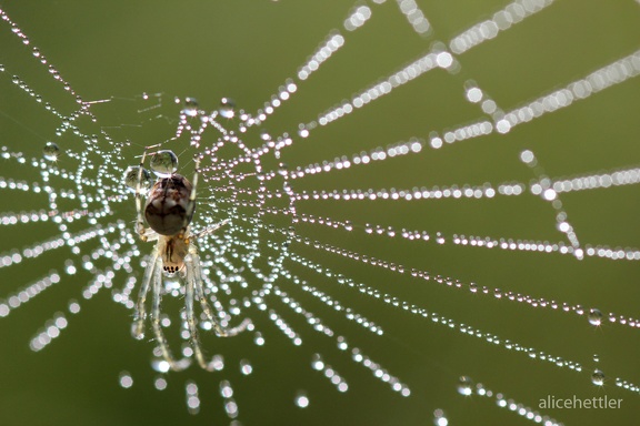 Herbstspinne (Metellina segmentata)