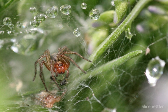 Labyrinthspinne (Agelena labyrinthica)