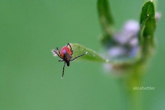 Gemeiner Holzbock (Ixodes ricinus)