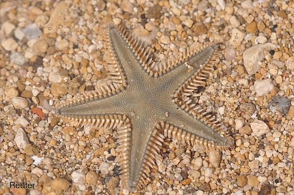 Kammseestern (Astropecten jonstoni)