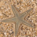 Kammseestern (Astropecten jonstoni)