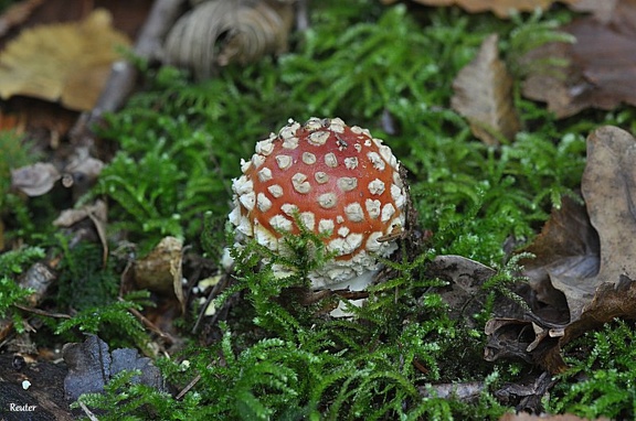 Fliegenpilz (Amanita muscaria)