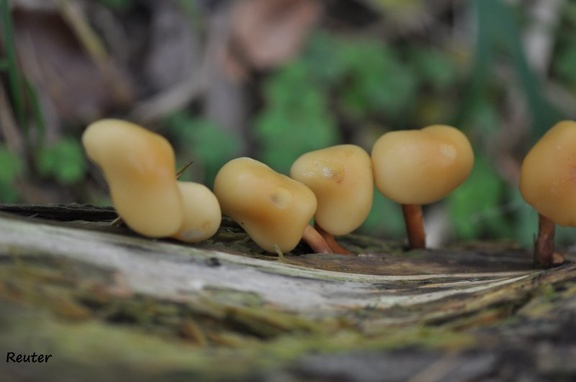 Blätterpilz (Agaricales sp.)