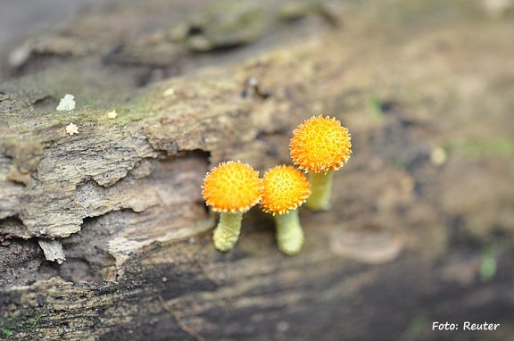 Blätterpilz (Agaricales sp.)