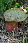 Satans-Röhrling (Boletus satanas)