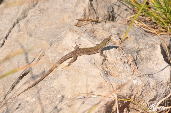 Kroatische Gebirgseidechse (Iberolacerta horvathi)