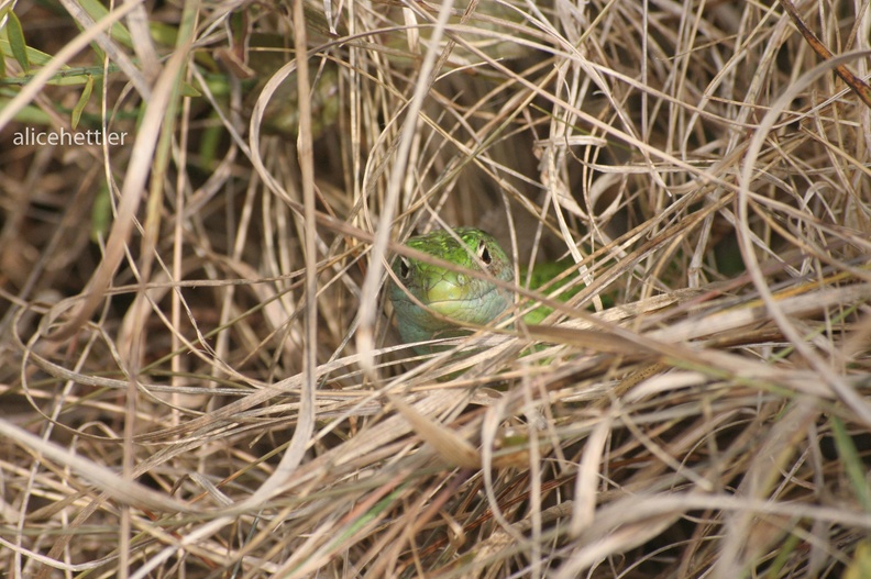 Zauneidechse (Lacerta agilis)