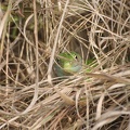 Zauneidechse (Lacerta agilis)