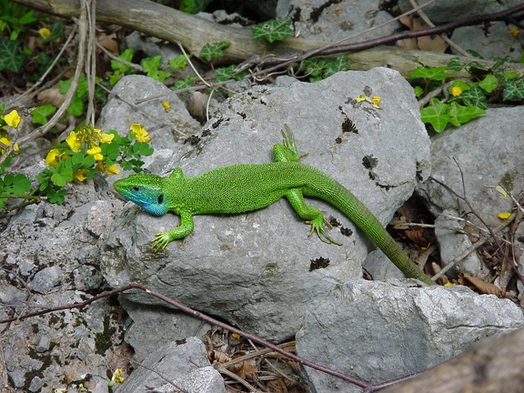 Westliche Smaragdeidechse (Lacerta bilineata)