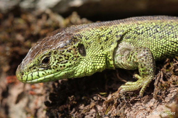 Zauneidechse (Lacerta agilis)