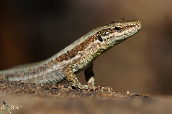 Kroatische Gebirgseidechse (Iberolacerta horvathi)