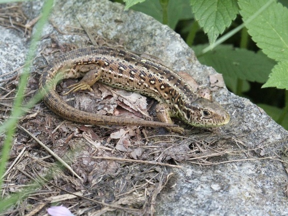 Zauneidechse (Lacerta agilis)