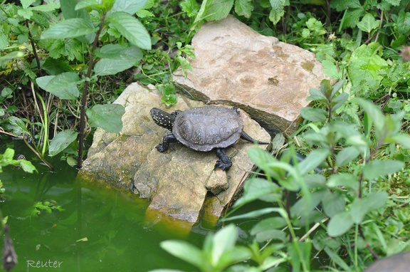 Europäische Sumpfschildkröte (Emys orbicularis)