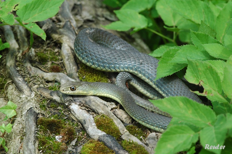 Europäische Eidechsennatter (Malpolon monspessulanus fuscus)