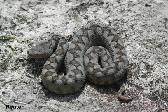 Hornotter (Vipera ammodytes ammodytes)