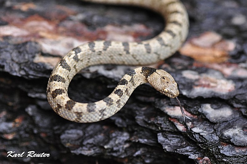 Europäische Katzennatter - European Cat Snake (Telescopus fallax)
Foto: Karl Reuter
Ort: Kroatien
Kamera: Nikon D90, Nikkor 105VR 1:2,8 katzenaugennatter.jpg