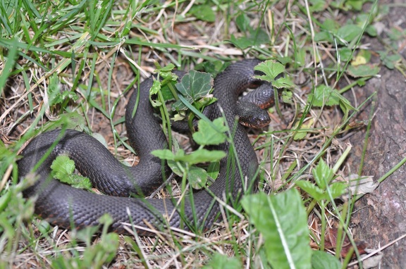 Kreuzotter (Vipera berus)