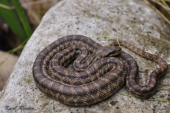 Vierstreifennatter (Elaphe quatourlineata)