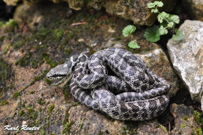Vierstreifennatter - Four-lined Snake (Elaphe quatourlineata)
Jungtier - Subadult
Foto: Karl Reuter
Ort: Kroatien
Kamera: Nikon D90, Nikkor 105VR 1:2,8 vierstreifen1.jpg