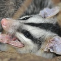 Südopossum (Didelphis marsupialis)
