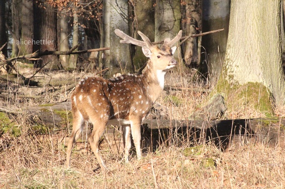 Europäisches Damwild (Dama dama dama)