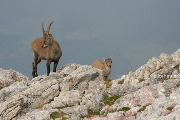 Alpensteinbock (Capra ibex)