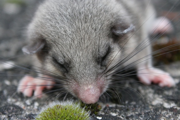 Siebenschläfer (Glis glis)