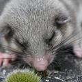 Siebenschläfer (Glis glis)