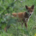 Rotfuchs (Vulpes vulpes)