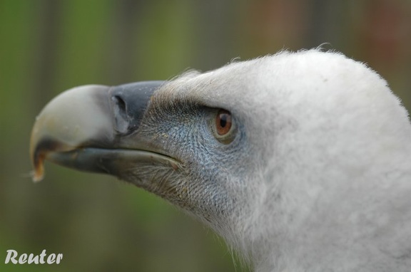 Gänsegeier (Gyps fulvus)