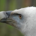 Gänsegeier (Gyps fulvus)