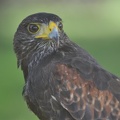 Wüstenbussard (Parabuteo unicinctus)