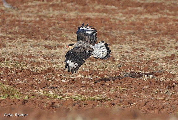 Schopfkarakara (Caracara plancus)