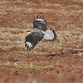 Schopfkarakara (Caracara plancus)