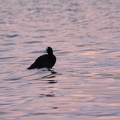 Blässhuhn (Fulica atra)
