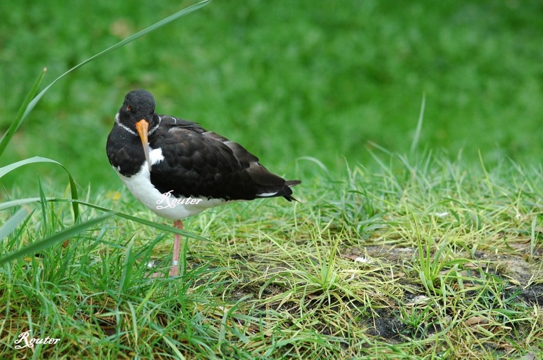 Austernfischer (Haematopus ostralegus)