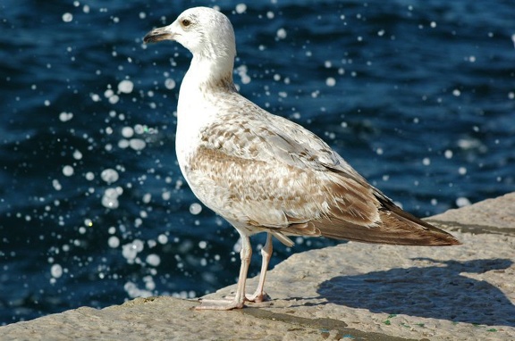 Silbermöwe (Larus argentatus)