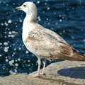 Silbermöwe (Larus argentatus)